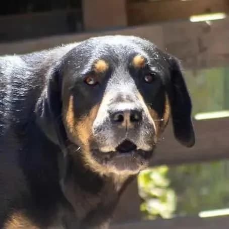 Sentinela, male Mixed Breed for adoption at Canil da Aroeira