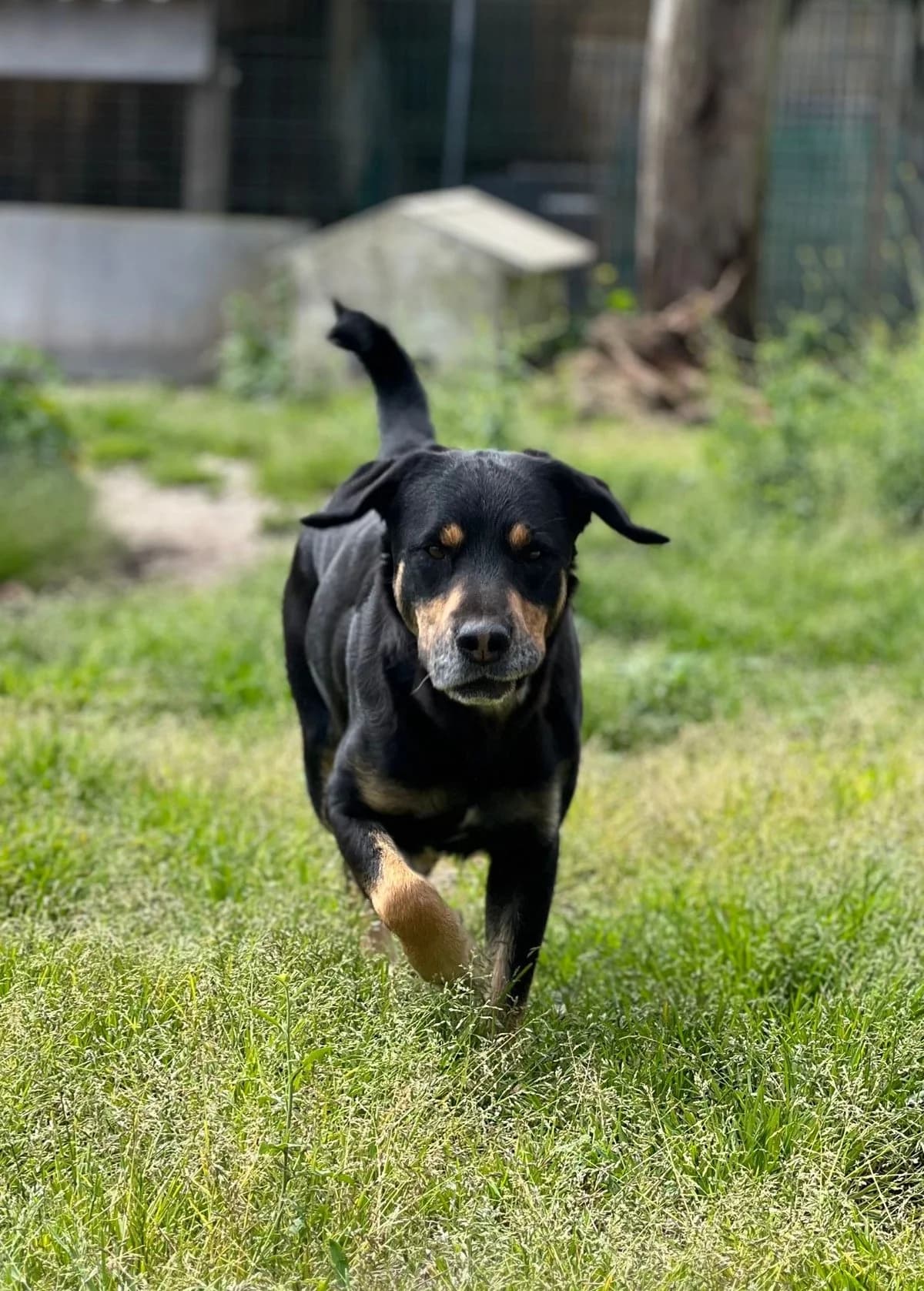 Sentinela, male Mixed Breed for adoption at Canil da Aroeira — photo 2 of 2