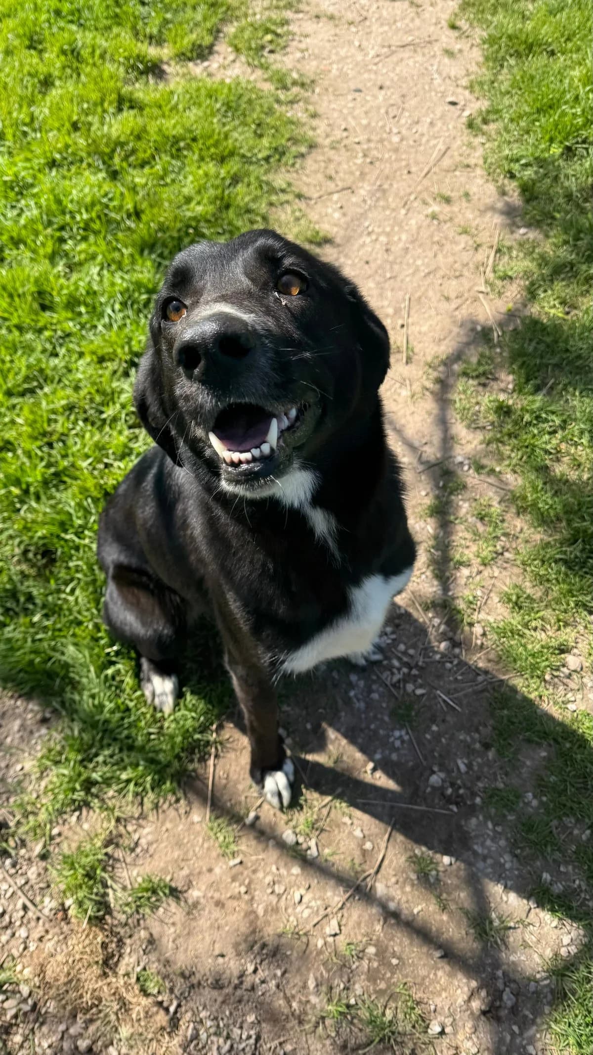 Sheila, female Mixed Breed for adoption at Canil da Aroeira