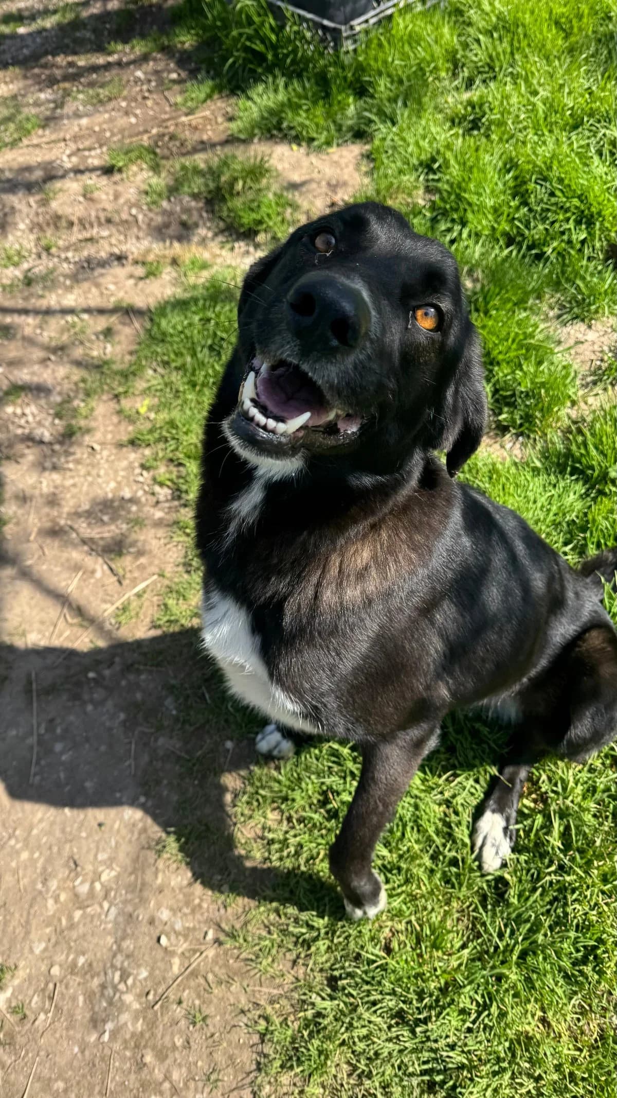 Sheila, female Mixed Breed for adoption at Canil da Aroeira — photo 2 of 2