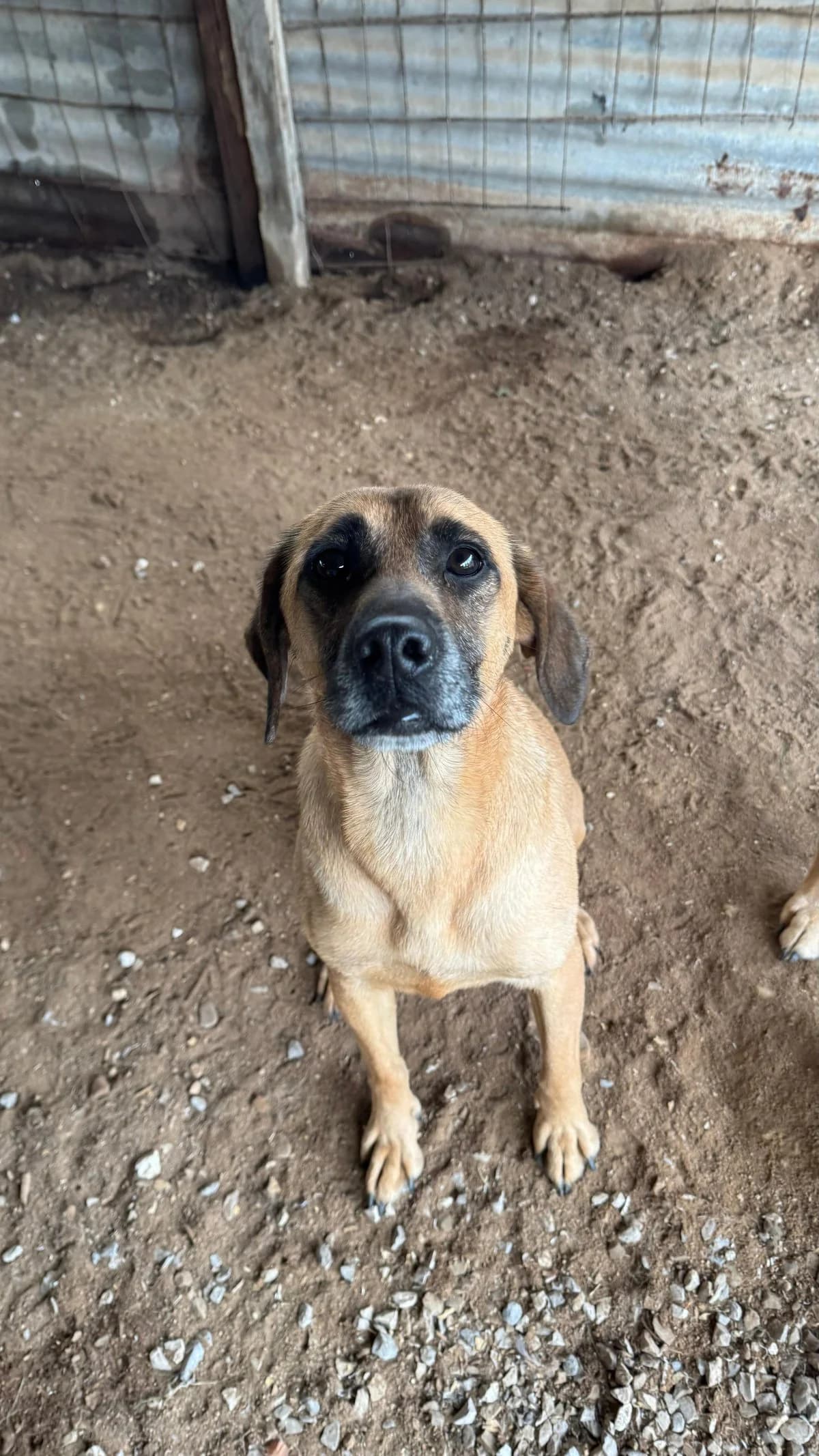 Shirley, female Mixed Breed for adoption at Canil da Aroeira