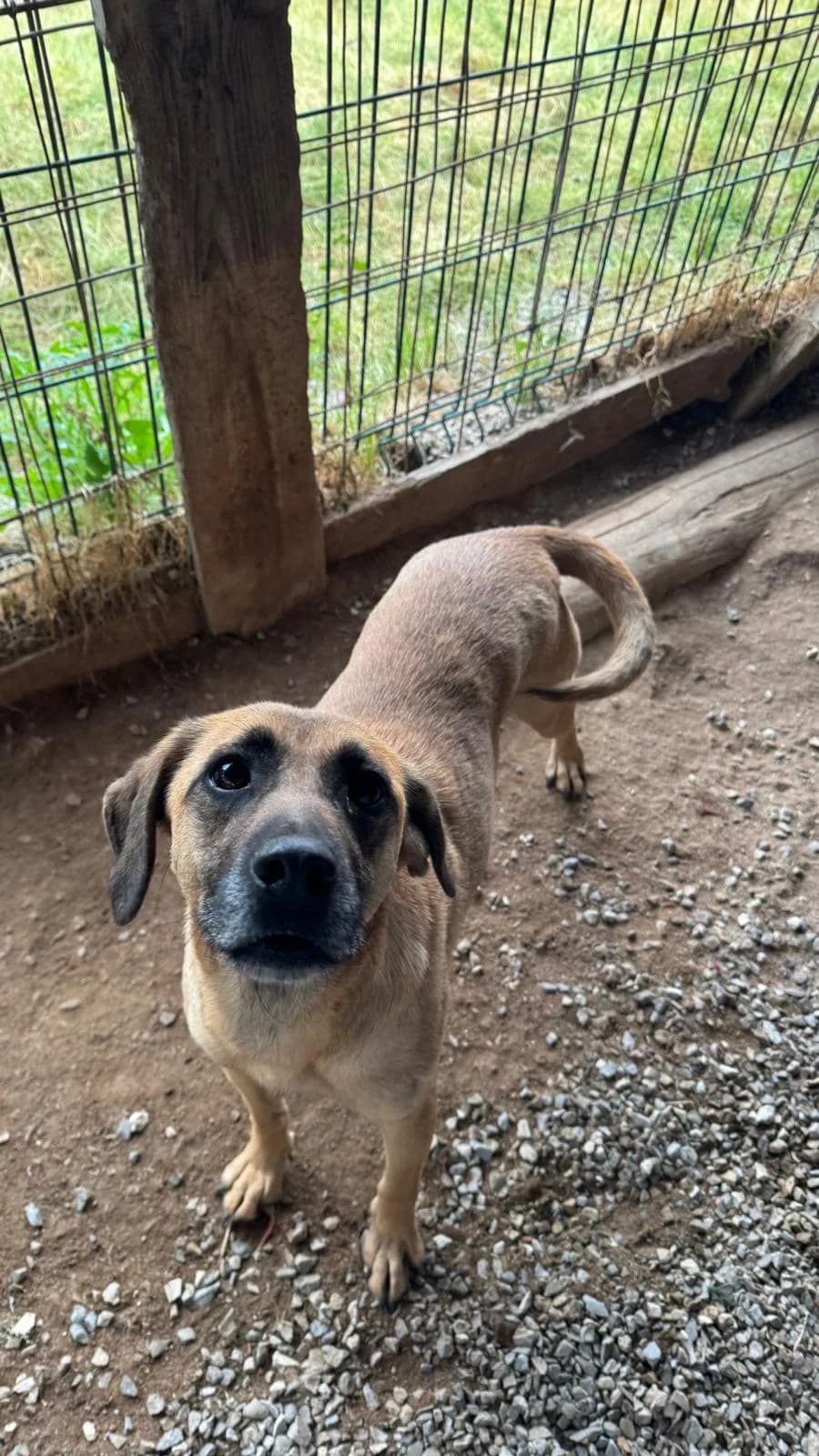 Shirley, female Mixed Breed for adoption at Canil da Aroeira — photo 2 of 3