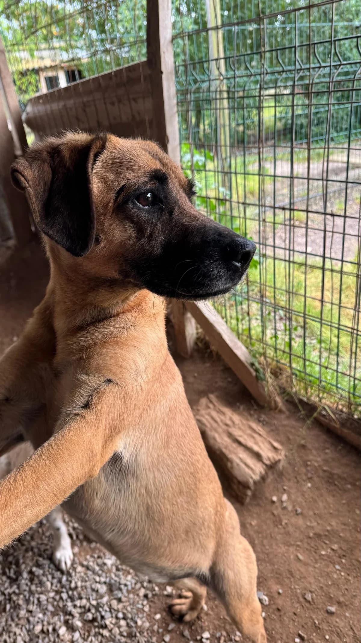 Shirley, female Mixed Breed for adoption at Canil da Aroeira — photo 3 of 3