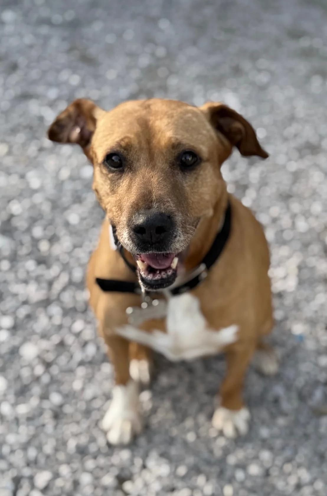 Shiva, female Mixed Breed for adoption at Canil da Aroeira