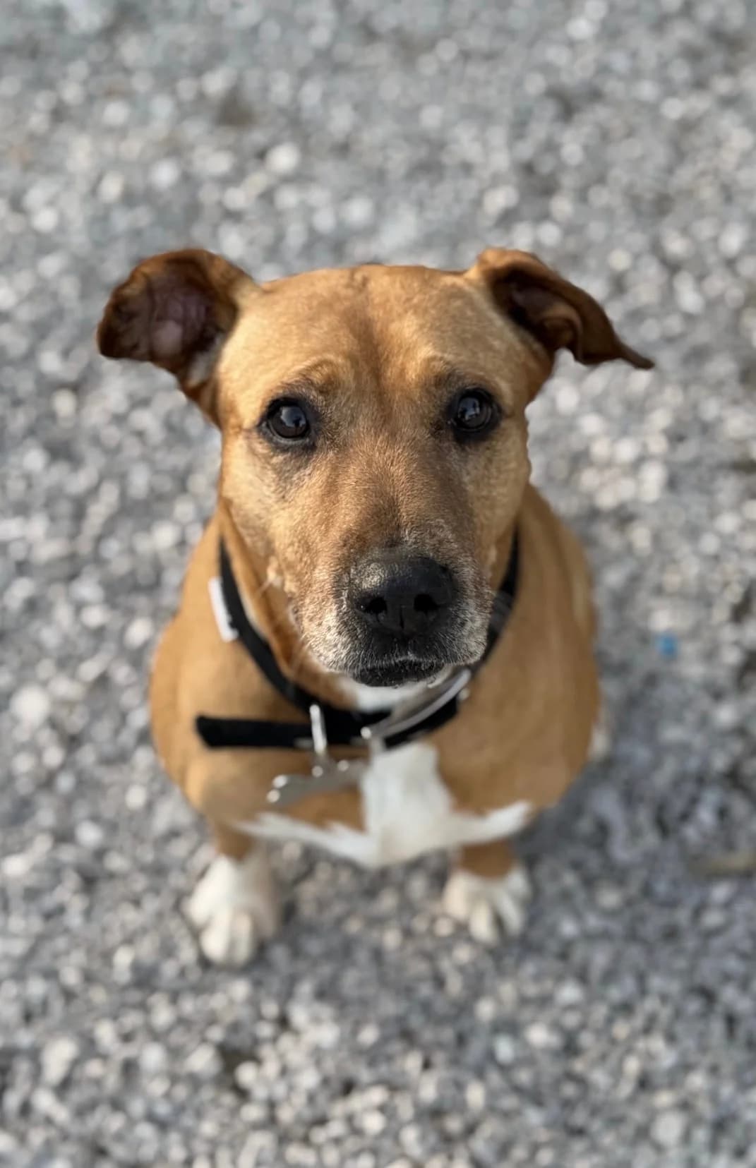 Shiva, female Mixed Breed for adoption at Canil da Aroeira — photo 2 of 5