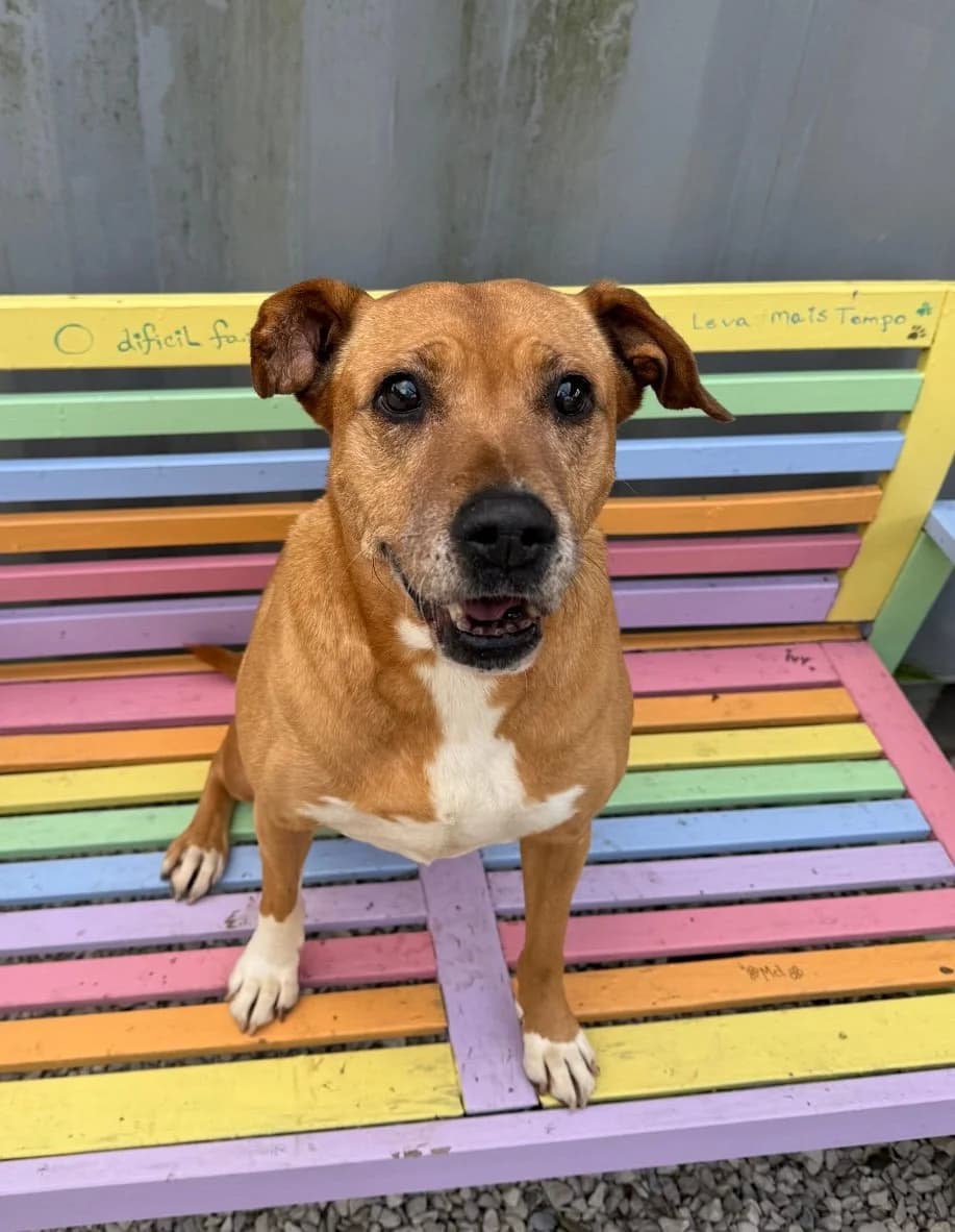 Shiva, female Mixed Breed for adoption at Canil da Aroeira — photo 3 of 5