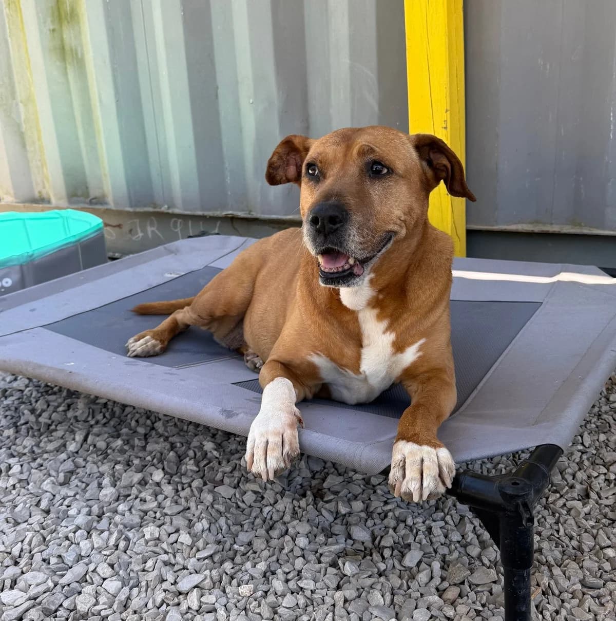 Shiva, female Mixed Breed for adoption at Canil da Aroeira — photo 4 of 5