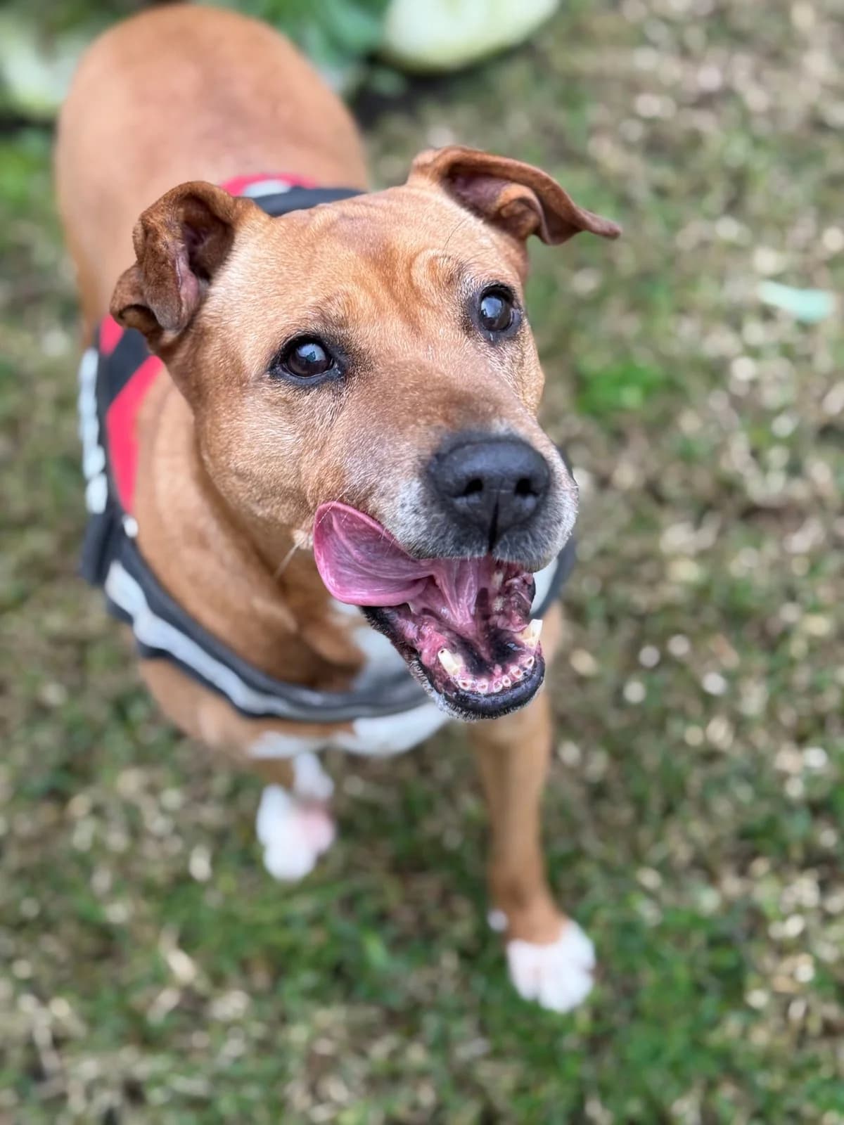 Shiva, female Mixed Breed for adoption at Canil da Aroeira — photo 5 of 5