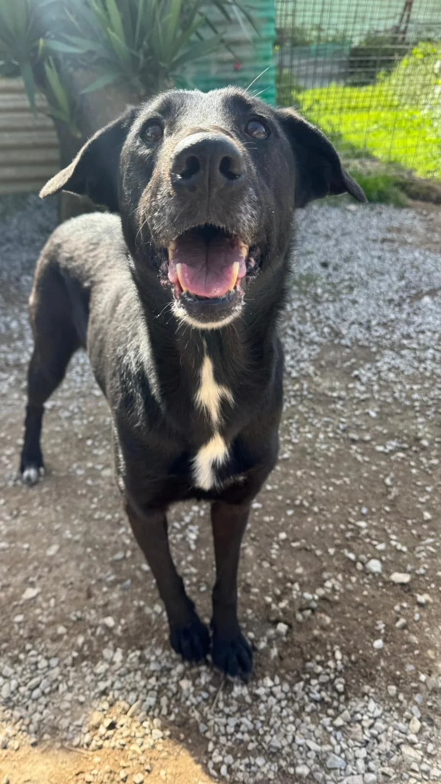 Sim, female Mixed Breed for adoption at Canil da Aroeira