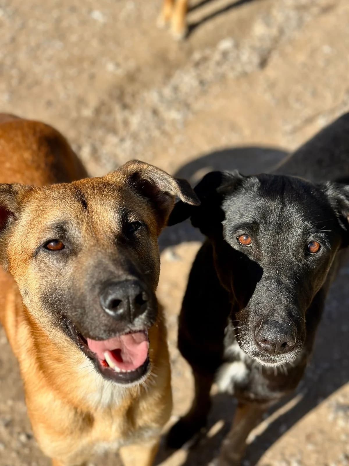 Sim, female Mixed Breed for adoption at Canil da Aroeira — photo 2 of 3