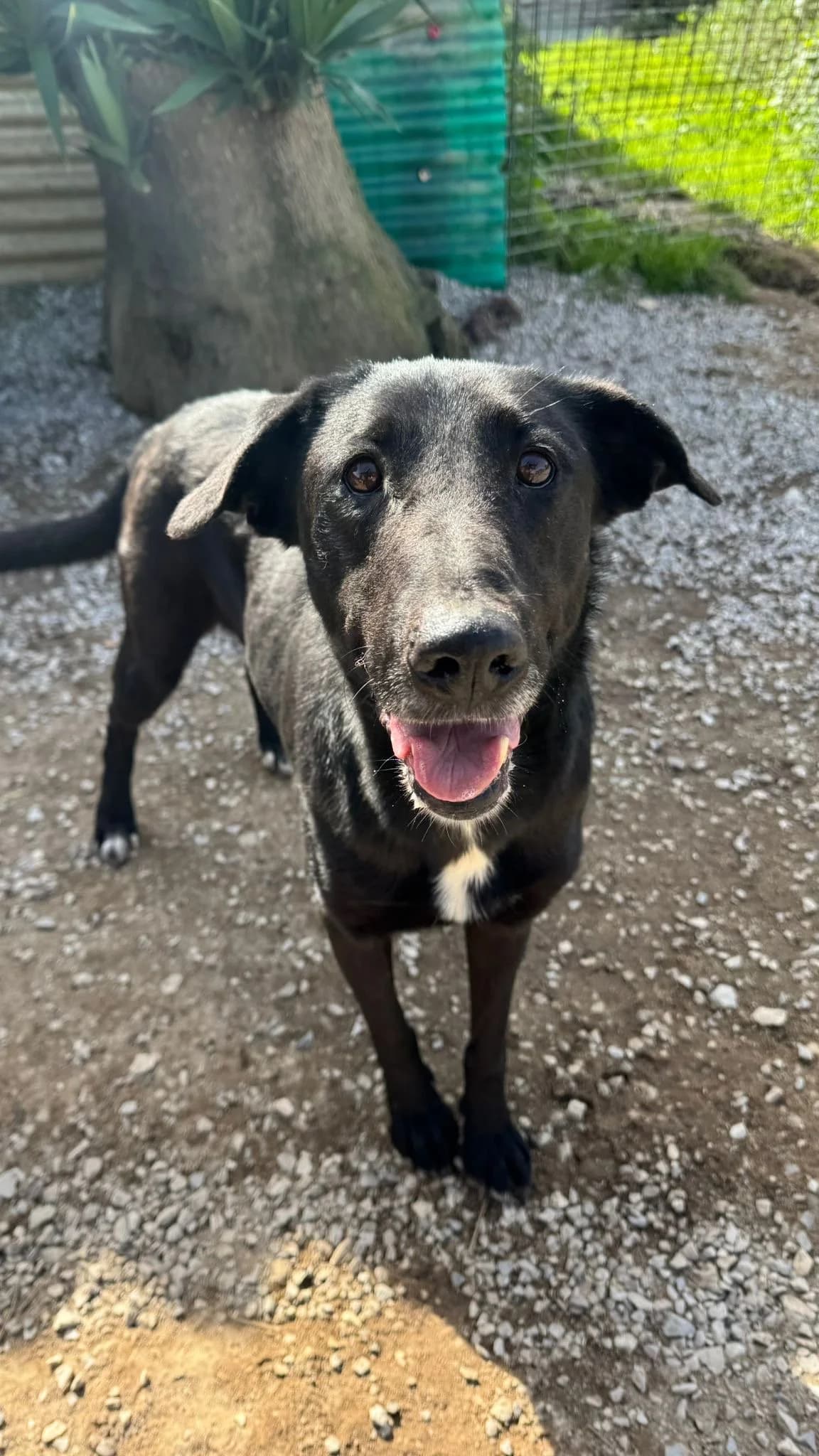 Sim, female Mixed Breed for adoption at Canil da Aroeira — photo 3 of 3