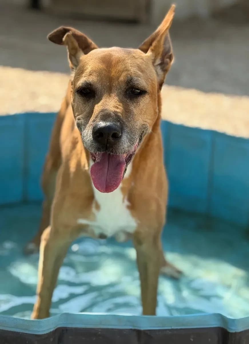 Sina, female Mixed Breed for adoption at Canil da Aroeira