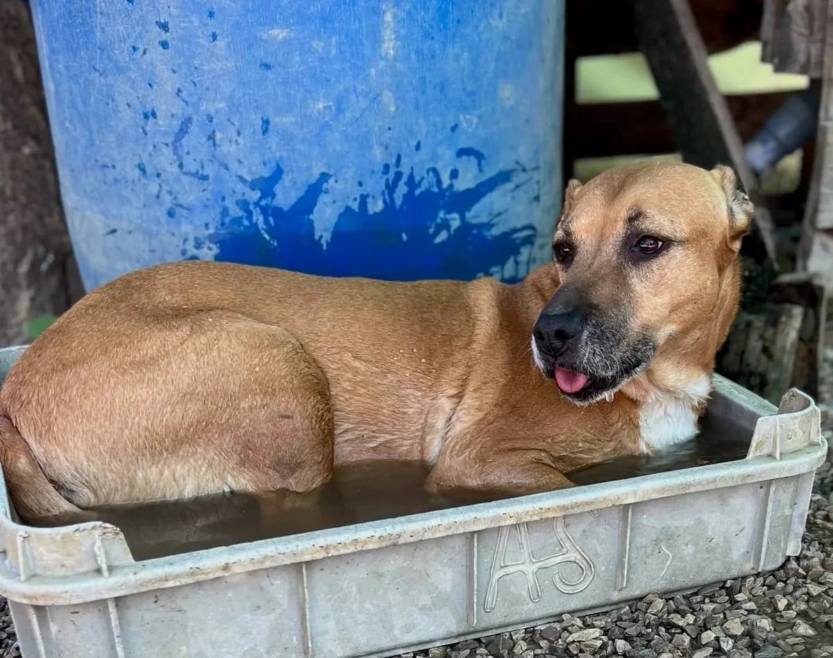 Sina, female Mixed Breed for adoption at Canil da Aroeira — photo 2 of 4