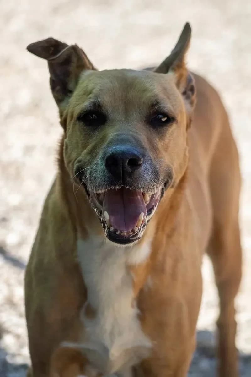 Sina, female Mixed Breed for adoption at Canil da Aroeira — photo 3 of 4