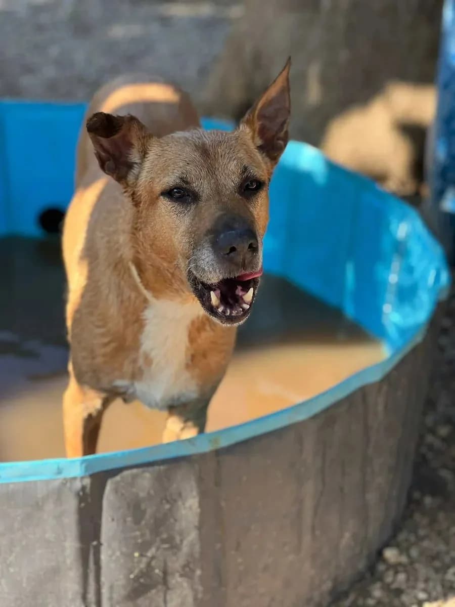 Sina, female Mixed Breed for adoption at Canil da Aroeira — photo 4 of 4