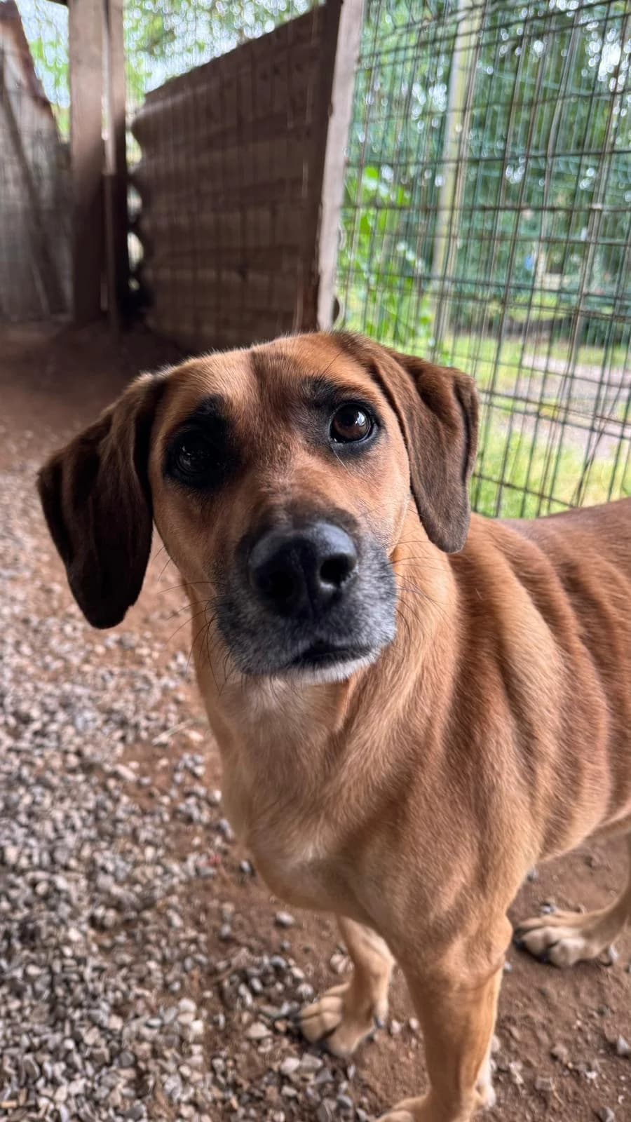 Spike, male Mixed Breed for adoption at Canil da Aroeira