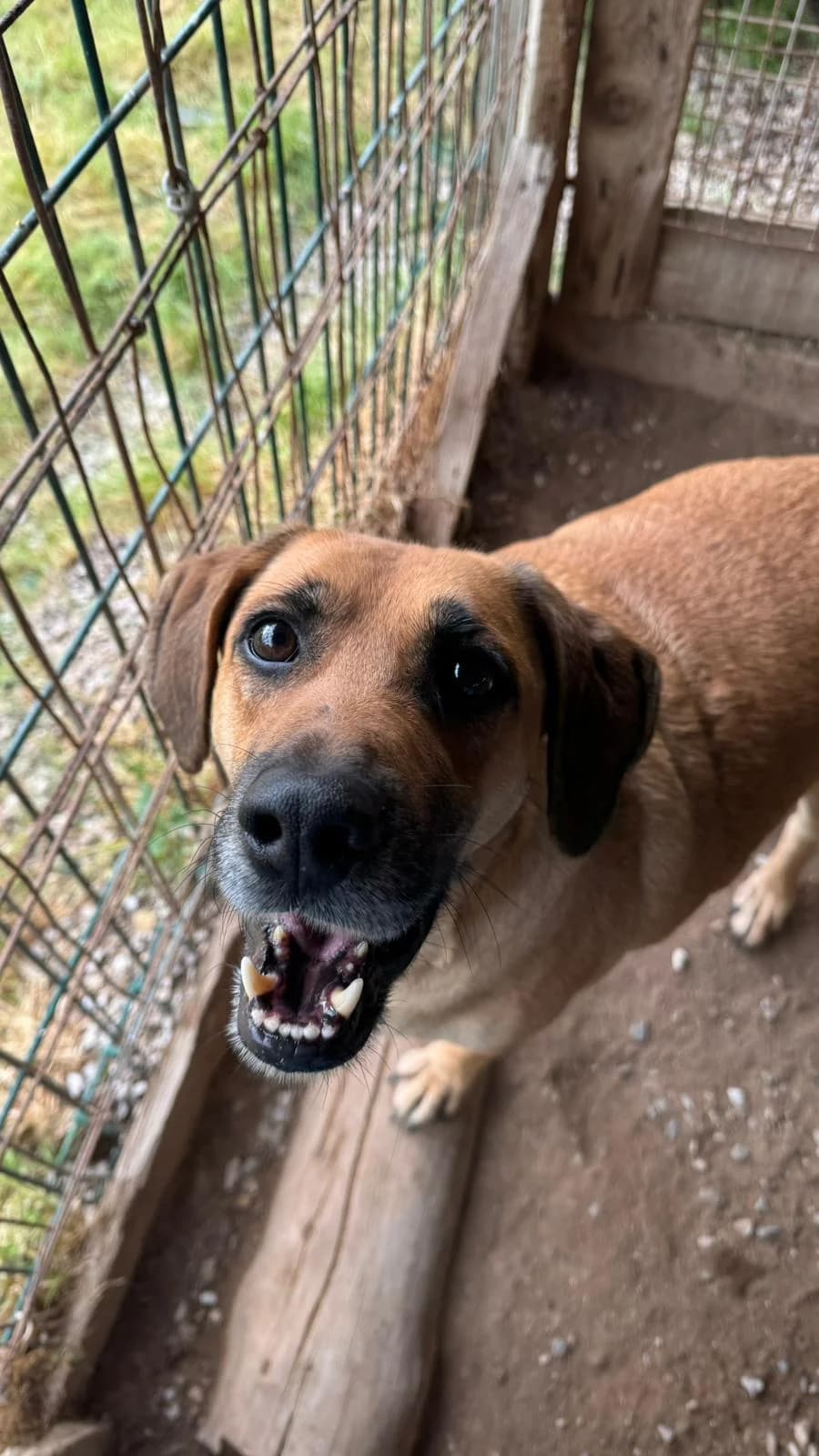 Spike, male Mixed Breed for adoption at Canil da Aroeira — photo 2 of 4