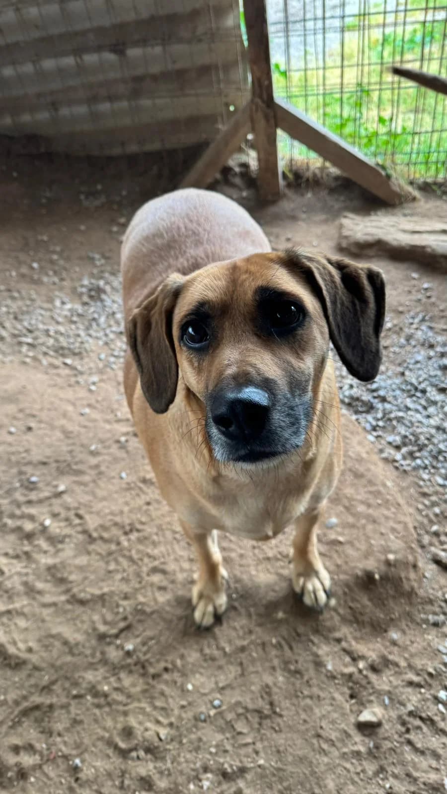 Spike, male Mixed Breed for adoption at Canil da Aroeira — photo 3 of 4