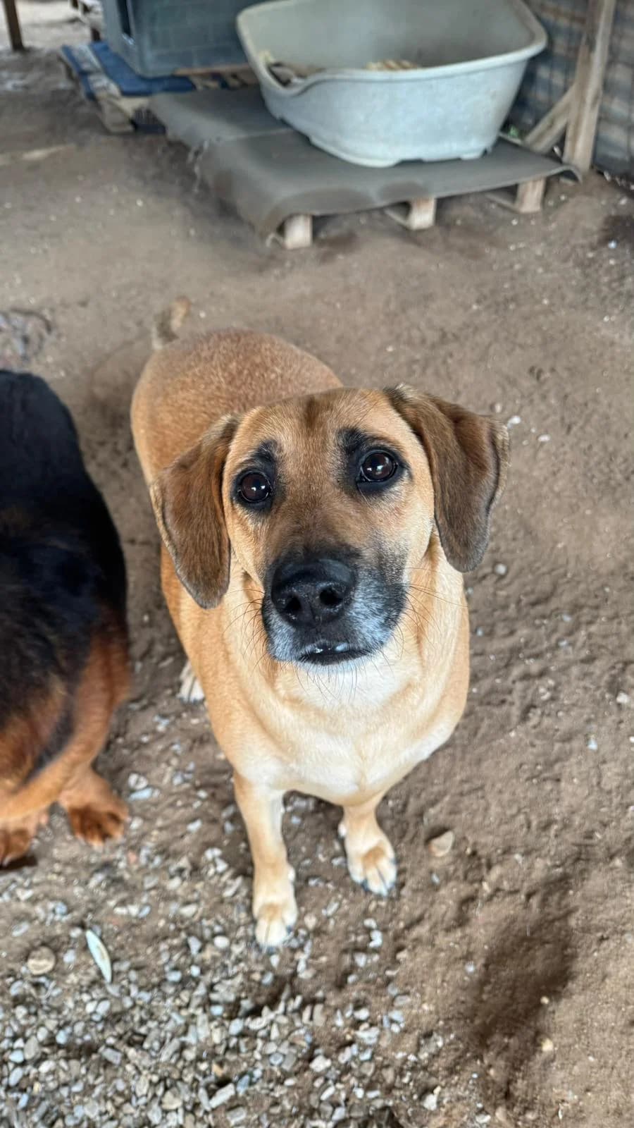 Spike, male Mixed Breed for adoption at Canil da Aroeira — photo 4 of 4