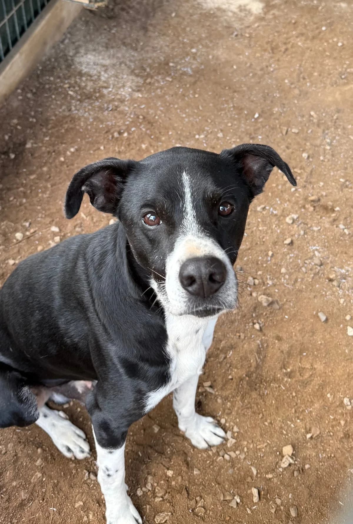 Tadeu, male 4yo Mixed Breed for adoption at Canil da Aroeira, -059 Almada