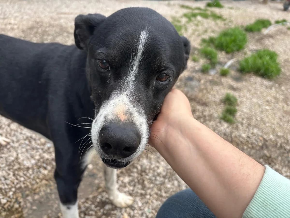 Tadeu, male Mixed Breed for adoption at Canil da Aroeira — photo 2 of 3