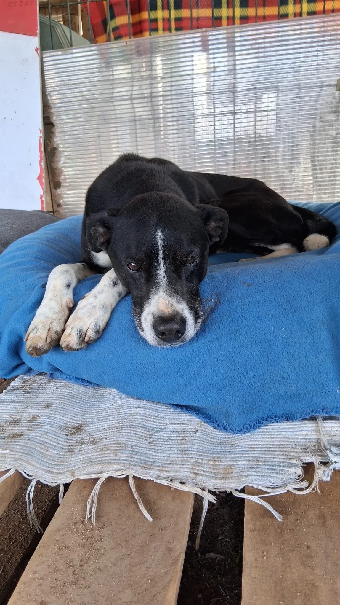 Tadeu, male Mixed Breed for adoption at Canil da Aroeira — photo 3 of 3
