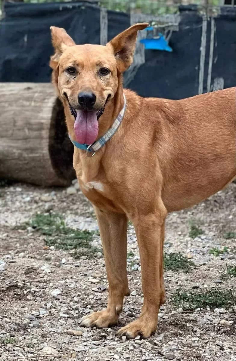 Teresinha, female Mixed Breed for adoption at Canil da Aroeira