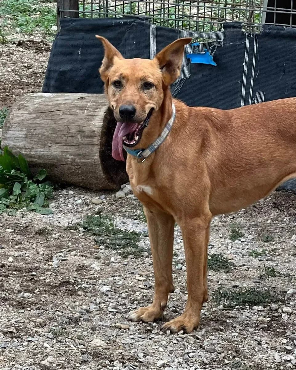 Teresinha, female Mixed Breed for adoption at Canil da Aroeira — photo 2 of 5