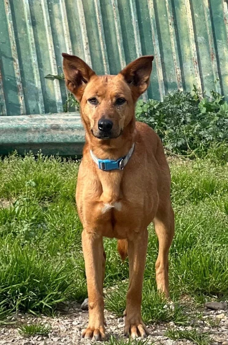 Teresinha, female Mixed Breed for adoption at Canil da Aroeira — photo 3 of 5