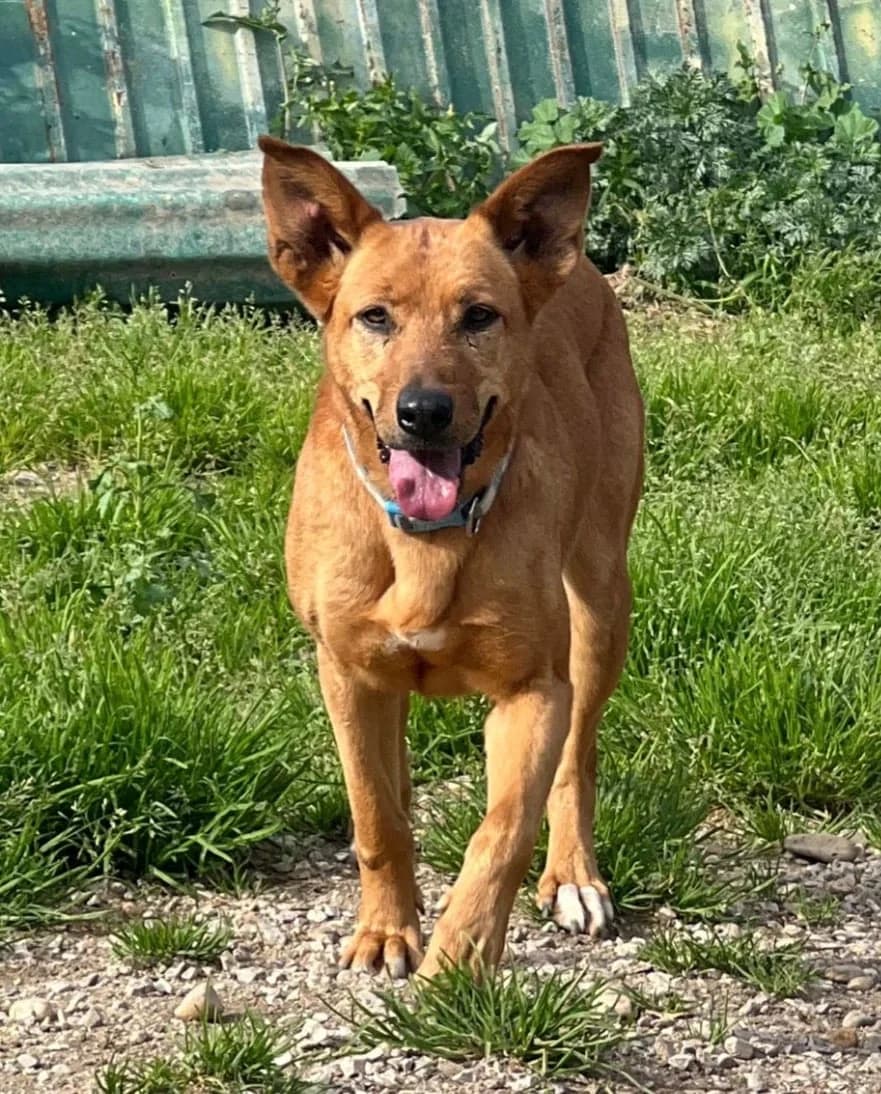 Teresinha, female Mixed Breed for adoption at Canil da Aroeira — photo 4 of 5