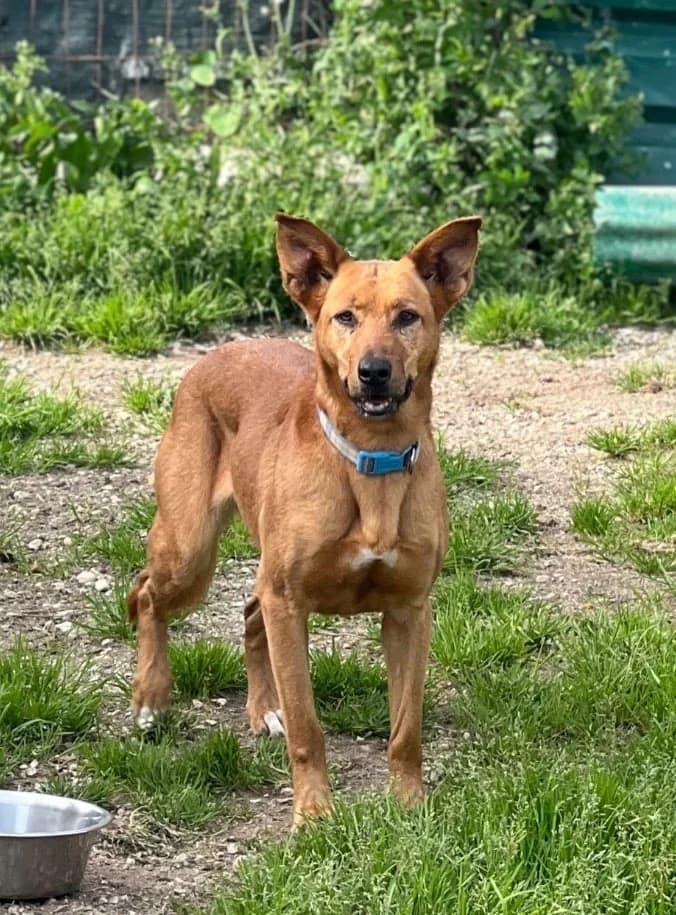 Teresinha, female Mixed Breed for adoption at Canil da Aroeira — photo 5 of 5