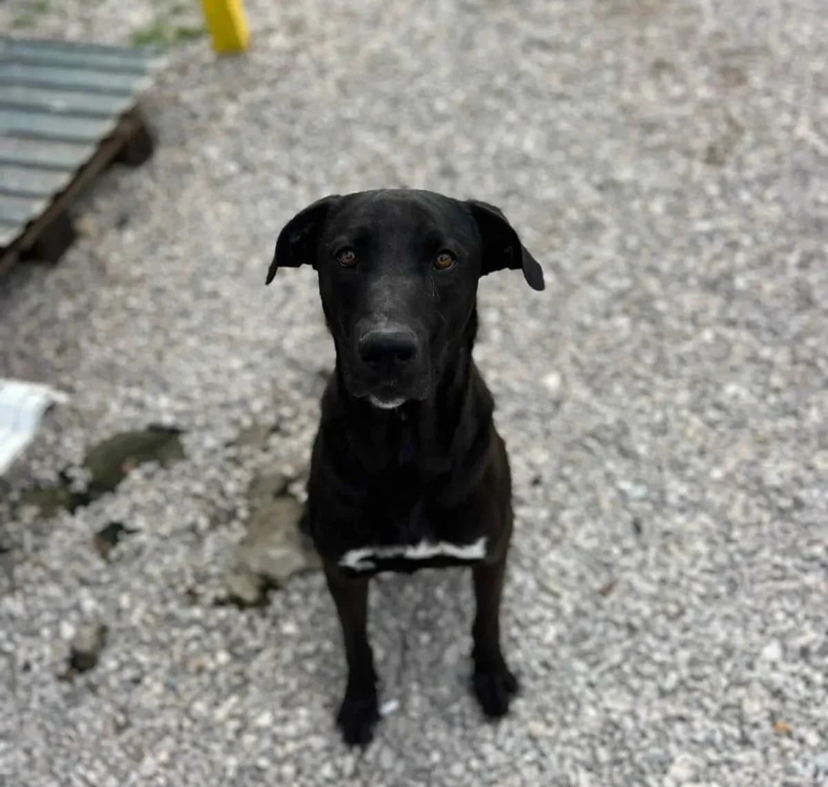 Thor, male Mixed Breed for adoption at Canil da Aroeira