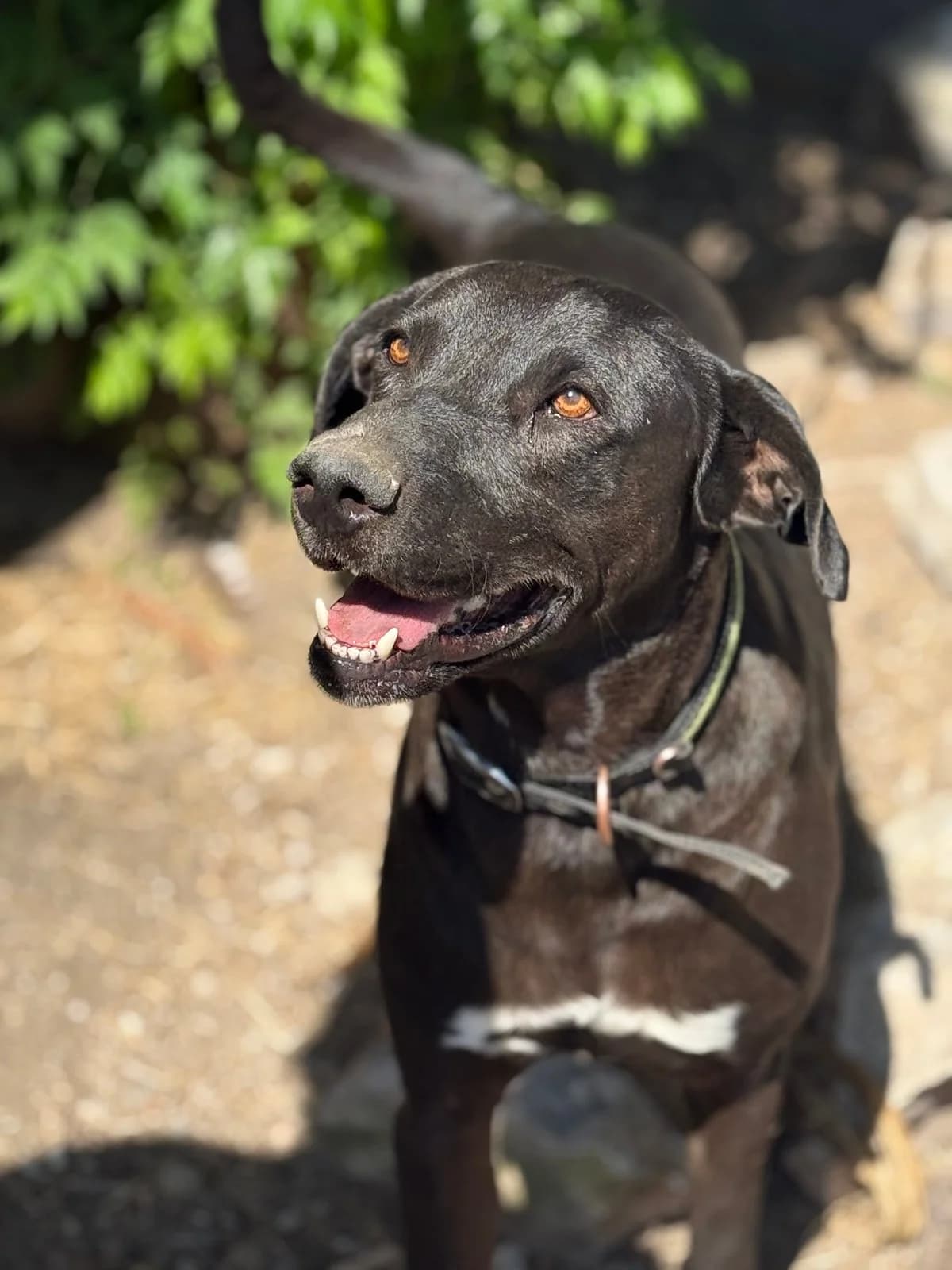 Thor, male Mixed Breed for adoption at Canil da Aroeira — photo 2 of 2