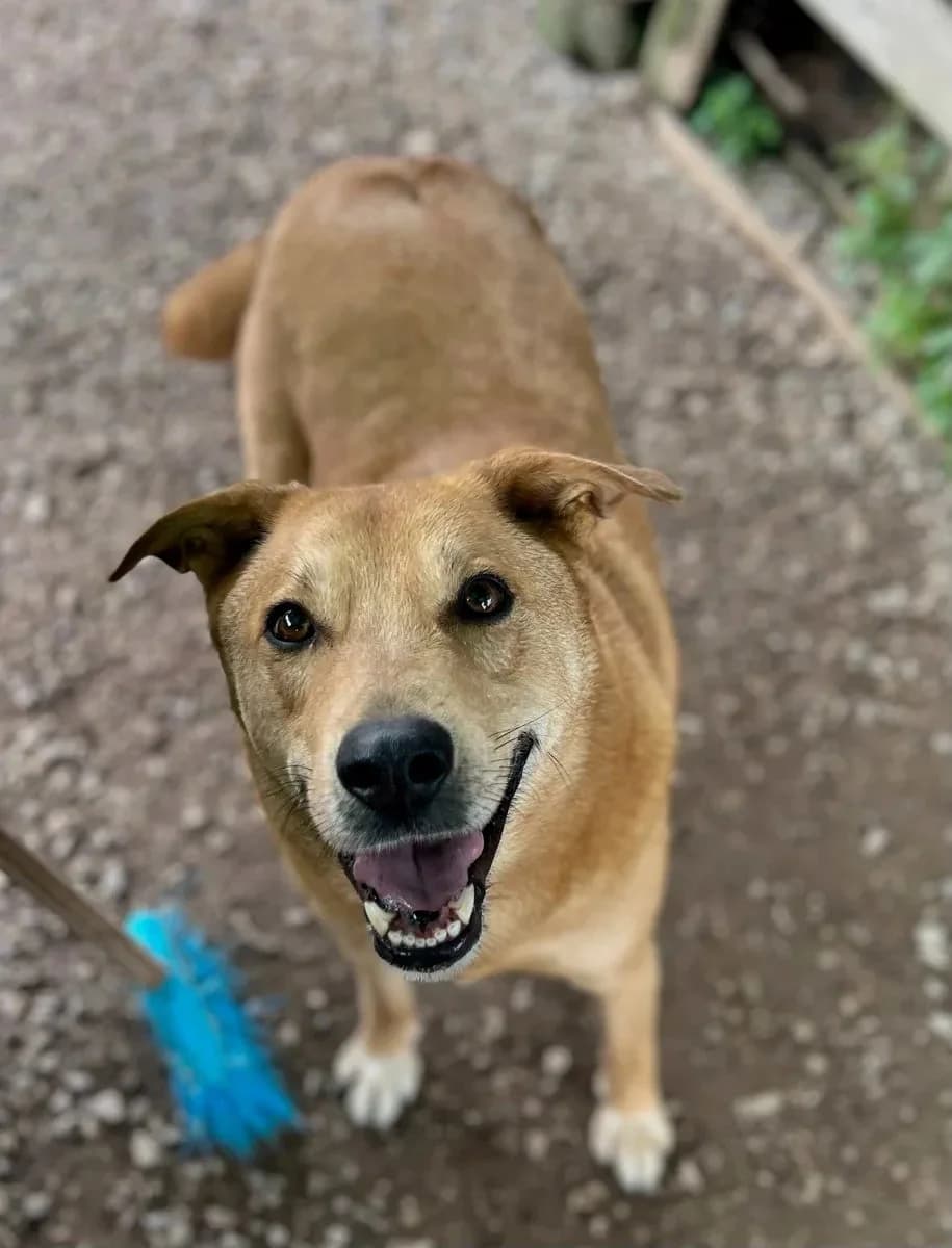Tommy, male Mixed Breed for adoption at Canil da Aroeira