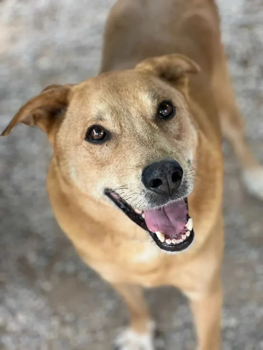 Tommy, male Mixed Breed for adoption at Canil da Aroeira — photo 2 of 5