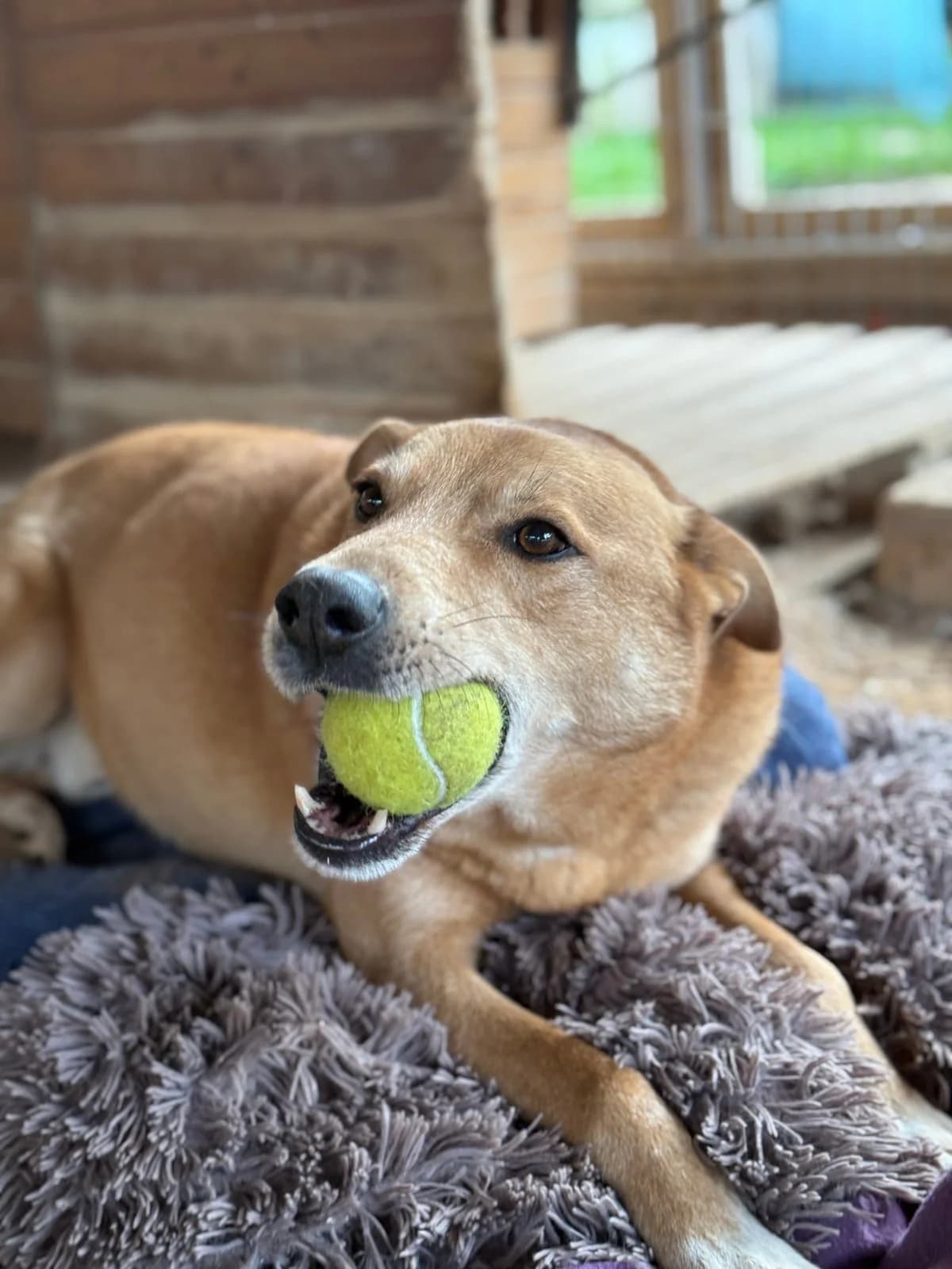 Tommy, male Mixed Breed for adoption at Canil da Aroeira — photo 3 of 5