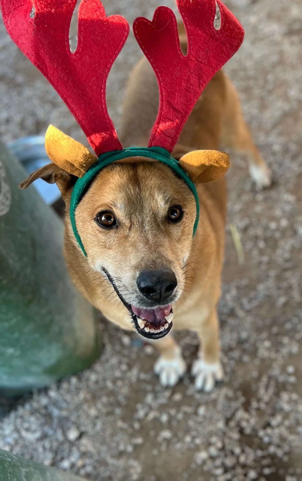 Tommy, male Mixed Breed for adoption at Canil da Aroeira — photo 4 of 5