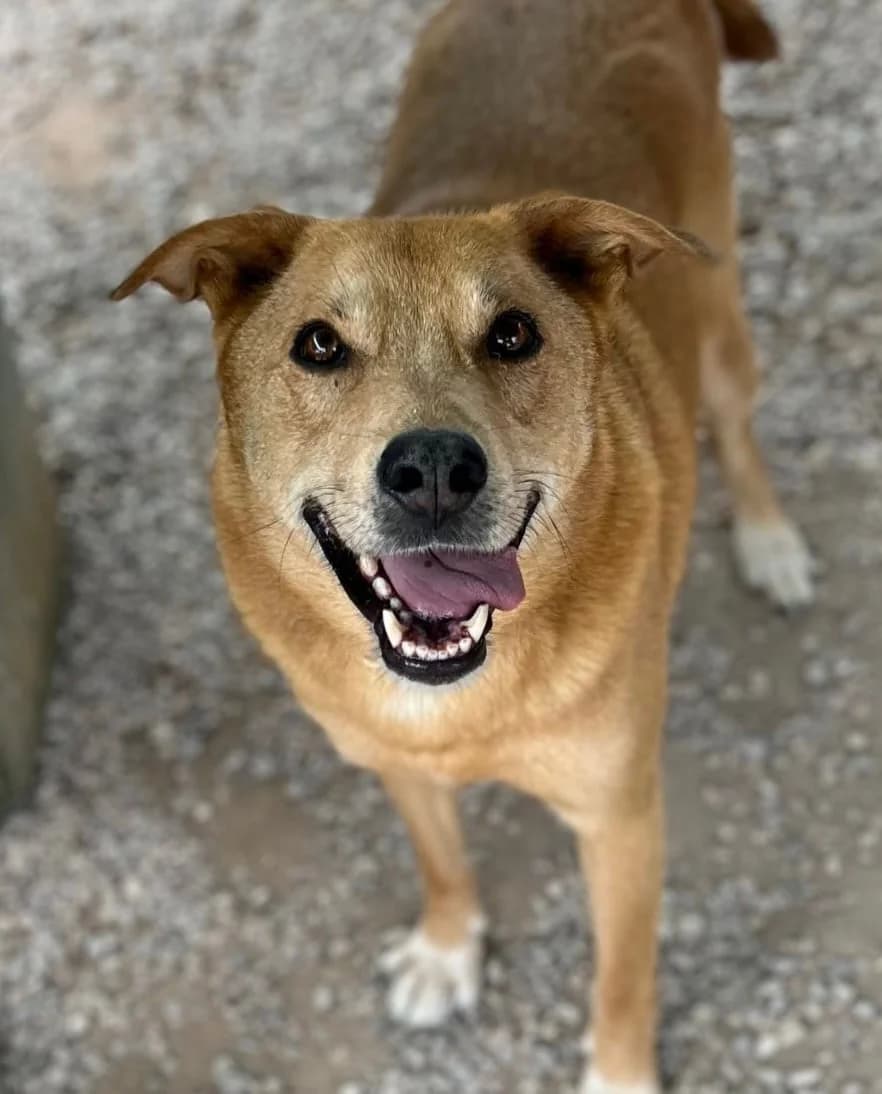Tommy, male Mixed Breed for adoption at Canil da Aroeira — photo 5 of 5
