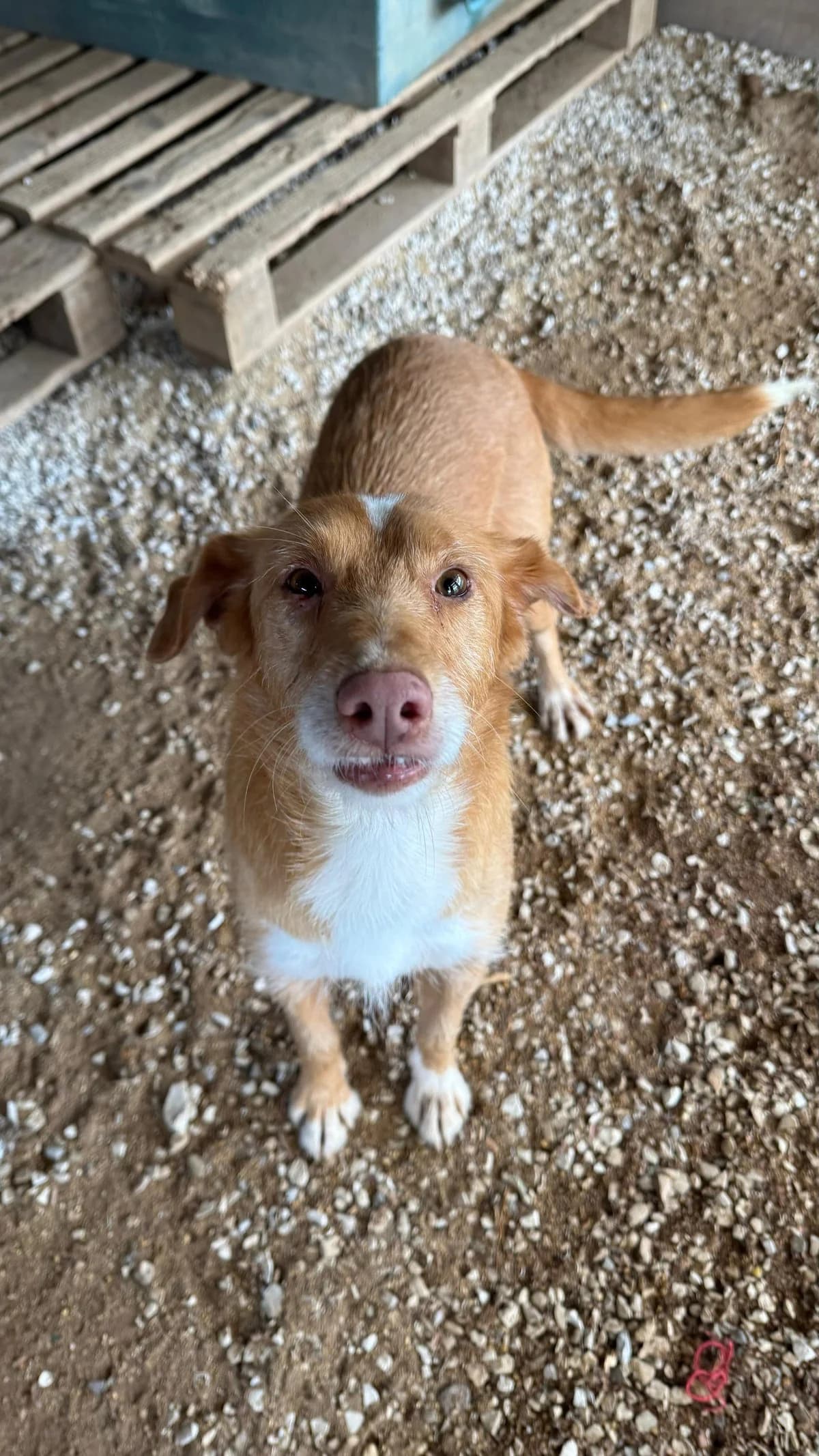 Tulipa, female Mixed Breed for adoption at Canil da Aroeira