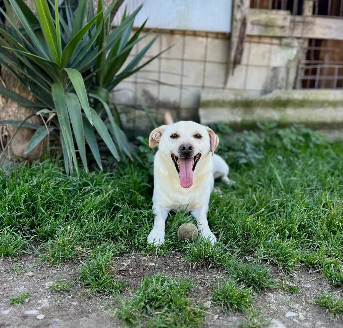 Xavier, male Mixed Breed for adoption at Canil da Aroeira