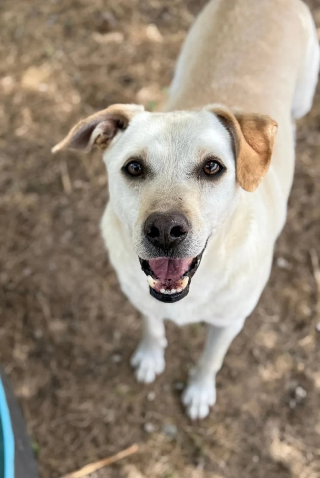 Xavier, male Mixed Breed for adoption at Canil da Aroeira — photo 2 of 5