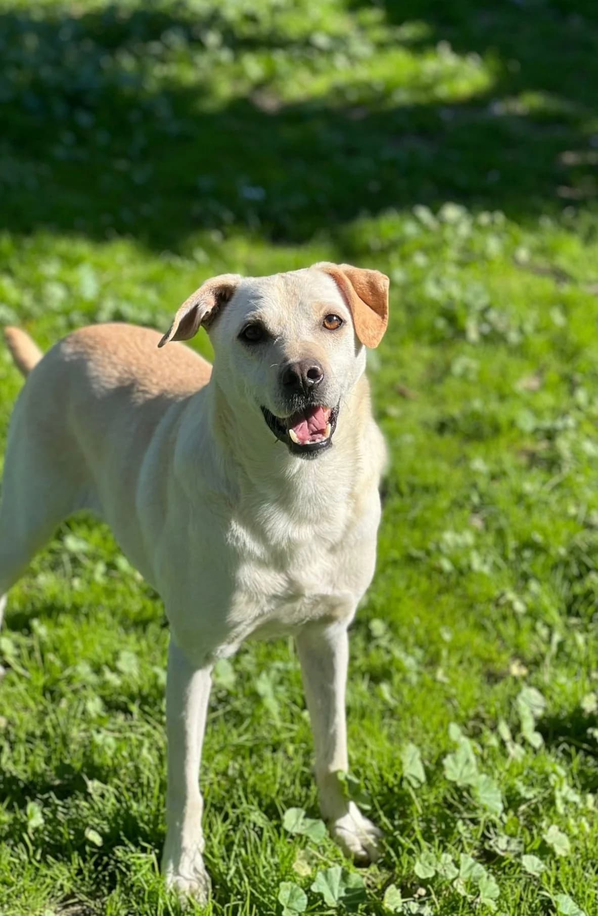 Xavier, male Mixed Breed for adoption at Canil da Aroeira — photo 3 of 5