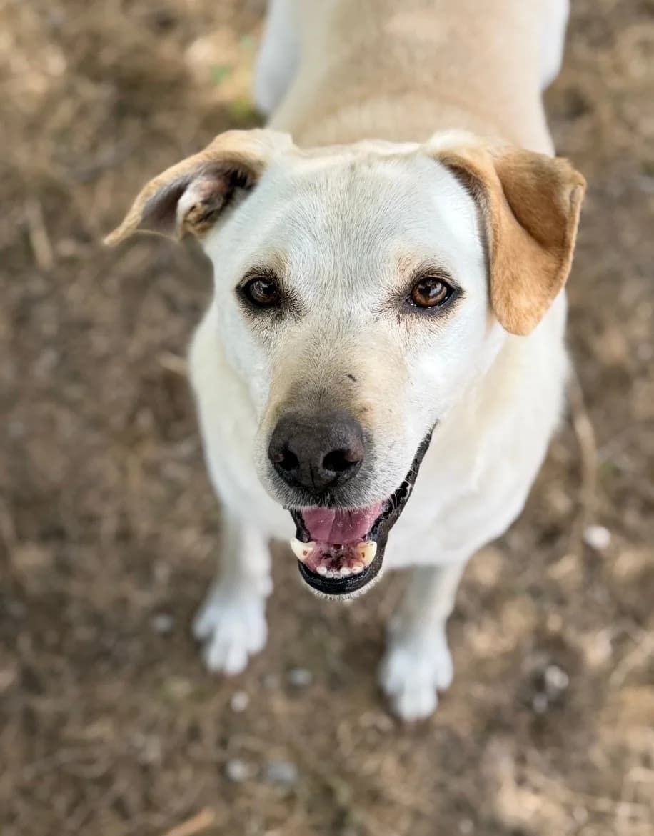 Xavier, male Mixed Breed for adoption at Canil da Aroeira — photo 4 of 5