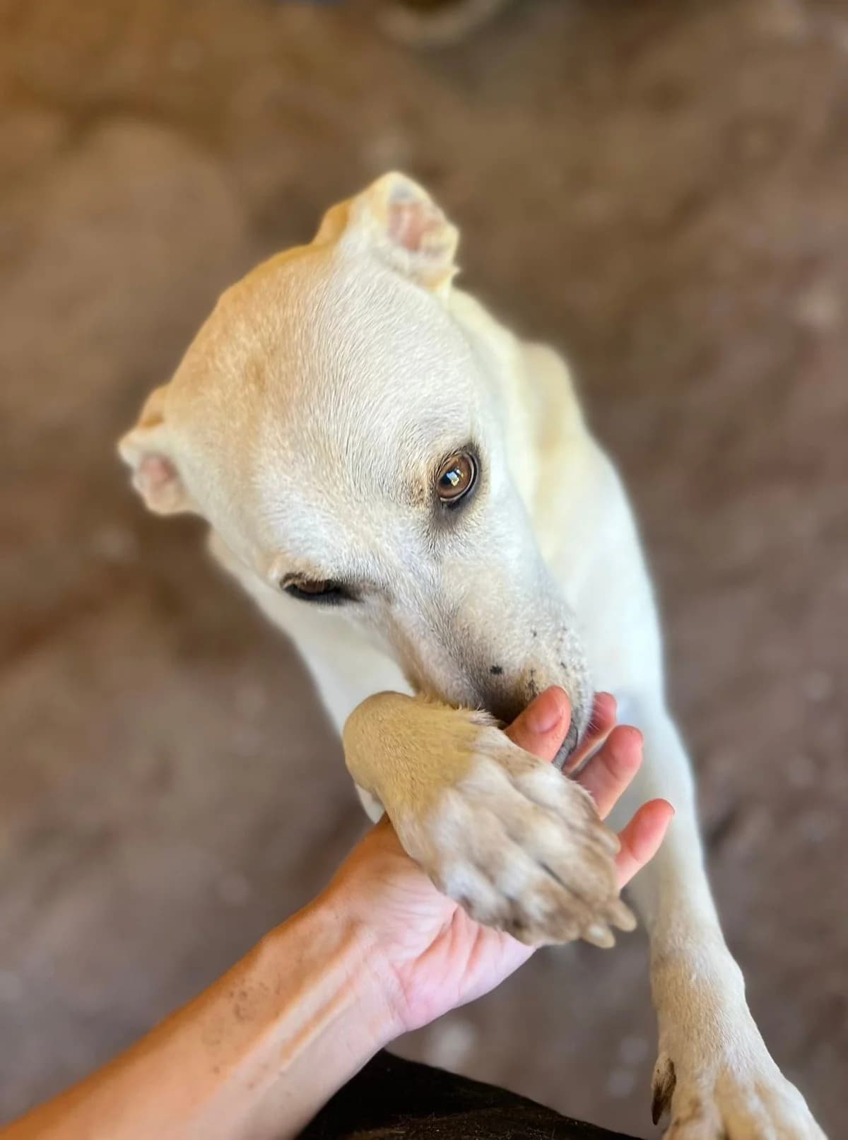 Xavier, male Mixed Breed for adoption at Canil da Aroeira — photo 5 of 5