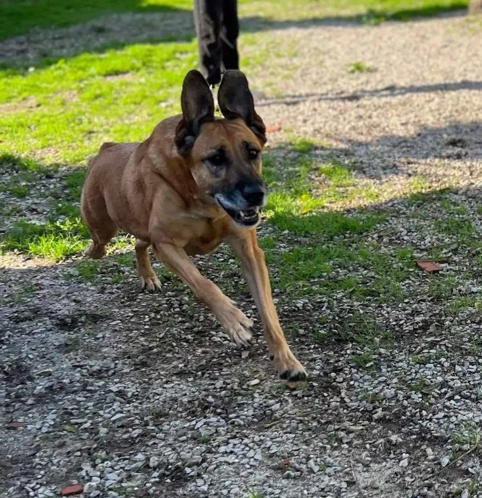 Xica, female Mixed Breed for adoption at Canil da Aroeira