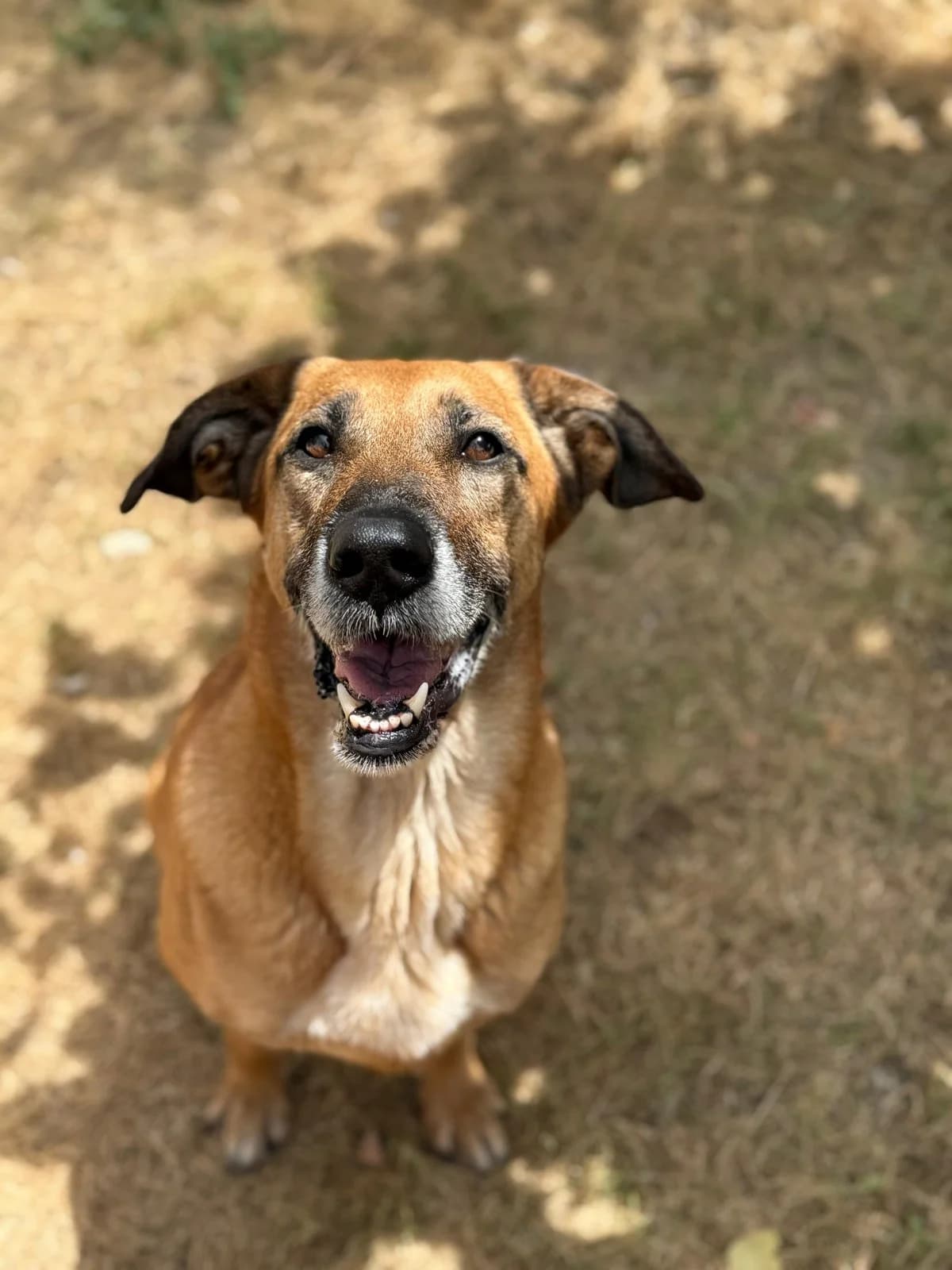 Xica, female Mixed Breed for adoption at Canil da Aroeira — photo 2 of 5