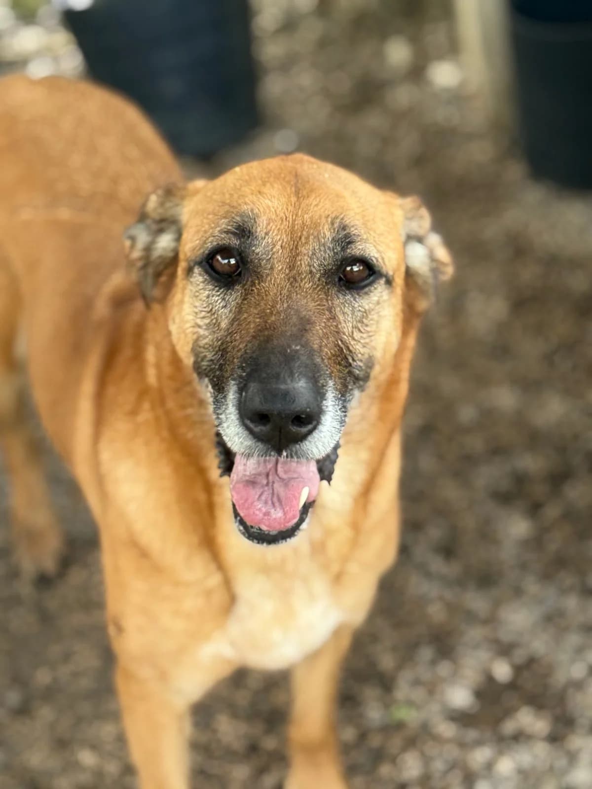 Xica, female Mixed Breed for adoption at Canil da Aroeira — photo 3 of 5