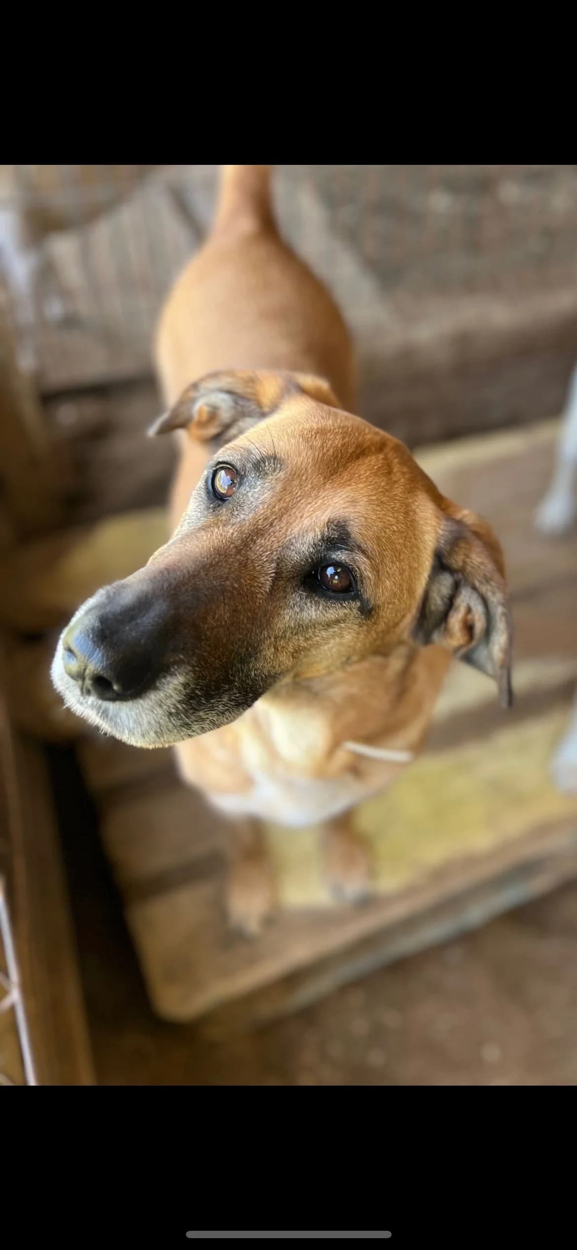 Xica, female Mixed Breed for adoption at Canil da Aroeira — photo 4 of 5