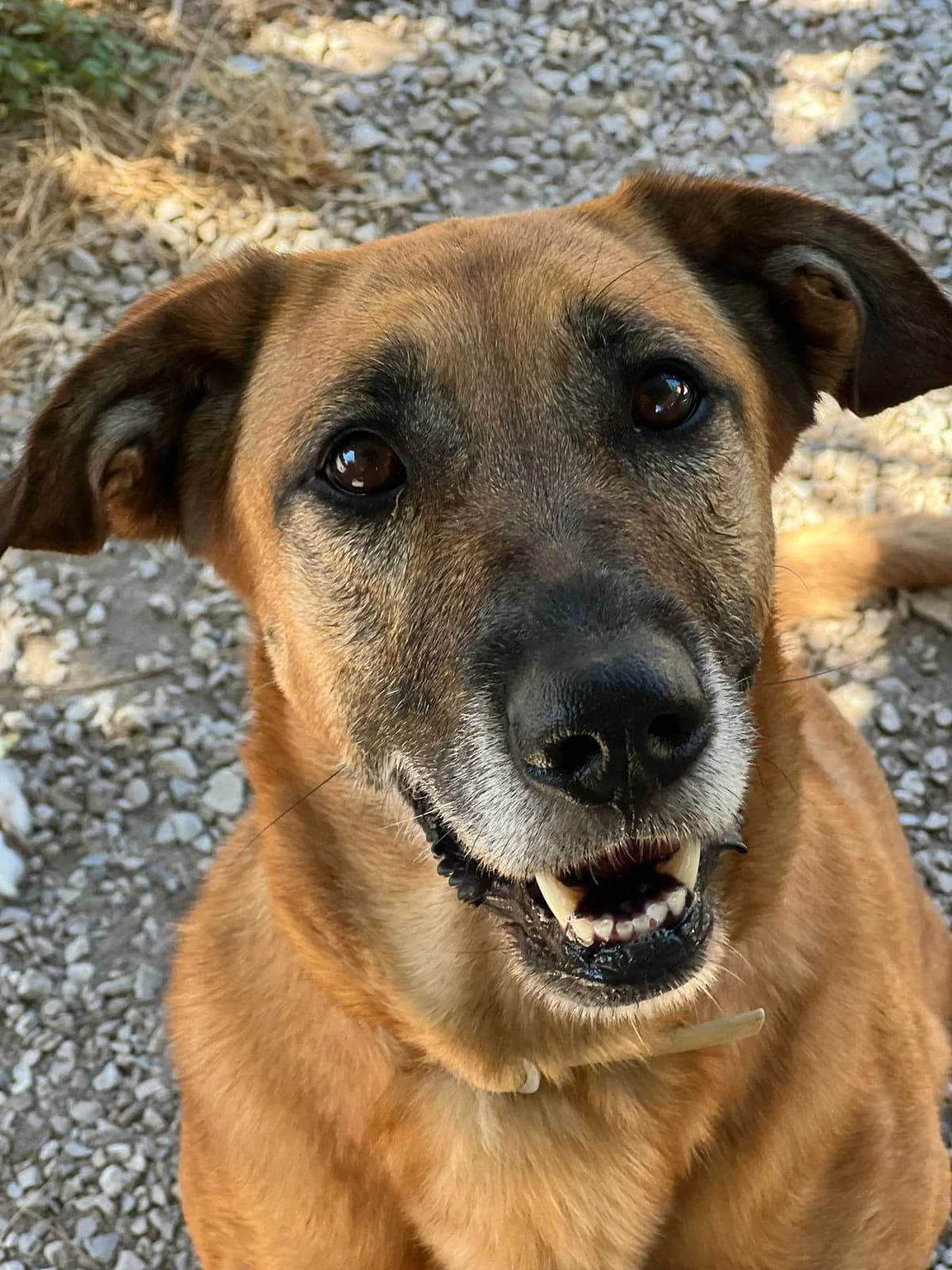 Xica, female Mixed Breed for adoption at Canil da Aroeira — photo 5 of 5
