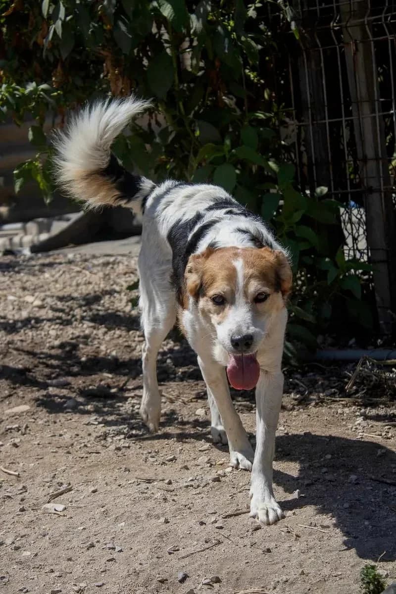 Xico, male Mixed Breed for adoption at Canil da Aroeira
